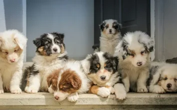 Pet Products