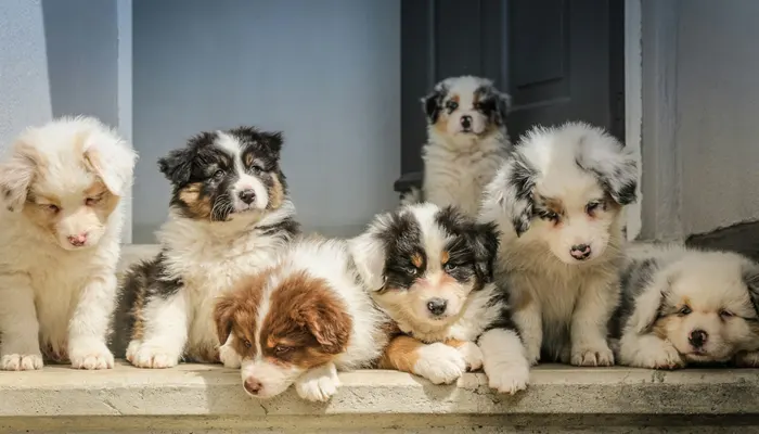 Pet Products